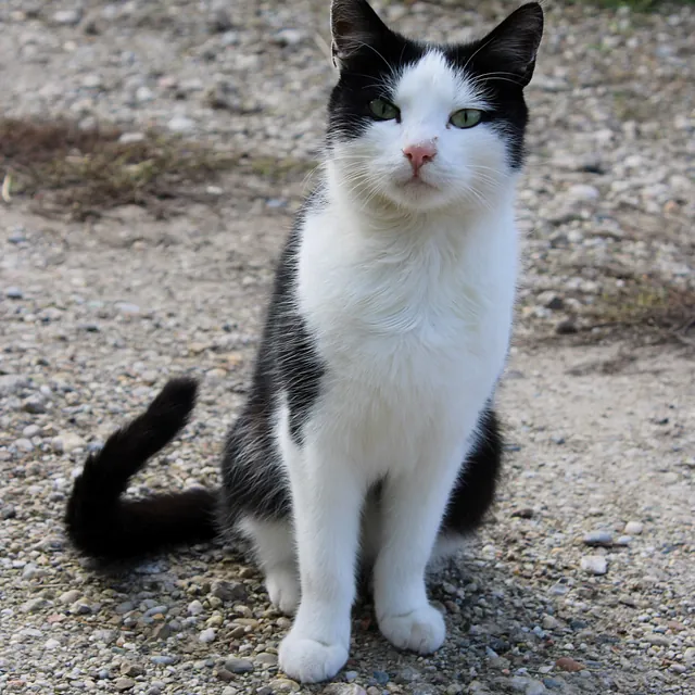 Dr. Patricia Wanas, Tierärztin in Stockerau, Katze Blacky